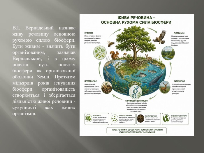 В.І. Вернадський називає живу речовину основною рухомою силою біосфери. Бути живим - значить бути організованим, за­значав Вернадський, і в цьому полягає суть поняття біосфери як організованої оболонки Землі. Протягом мільярдів років існу­вання біосфери організованість створюється і зберігається діяль­ністю живої речовини - сукупності всіх живих організмів.