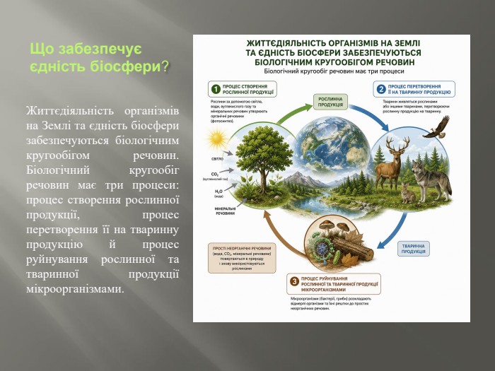 Що забезпечує єдність біосфери?Життєдіяльність організмів на Землі та єдність біосфери забезпечуються біологічним кругообігом речовин. Біологічний кругообіг речовин має три процеси: процес створення рослинної продукції, процес перетворення її на тваринну продукцію й процес руйнування рослинної та тваринної продукції мікроорганізмами.