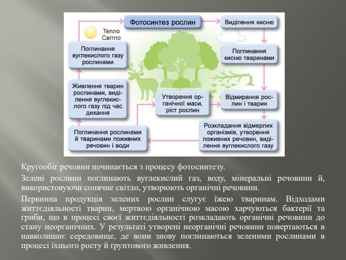 Кругообіг речовин починається з процесу фотосинтезу. Зелені рослини поглинають вуглекислий газ, воду, мінеральні речовини й, використовуючи сонячне світло, утворюють органічні речовини. Первинна продукція зелених рослин слугує їжею тваринам. Відходами життєдіяльності тварин, мертвою органічною масою харчуються бактерії та гриби, що в процесі своєї життєдіяльності розкладають органічні речовини до стану неорганічних. У результаті утворені неорганічні речовини повертаються в навколишнє середовище, де вони знову поглинаються зеленими рослинами в процесі їхнього росту й ґрунтового живлення.