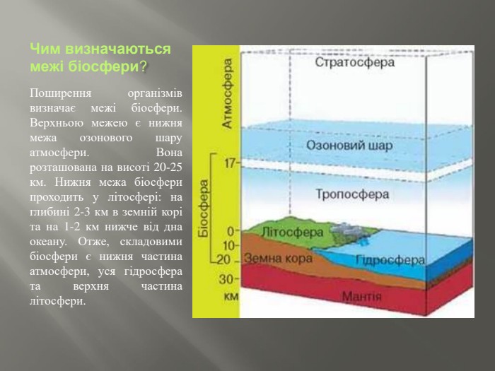 Чим визначаються межі біосфери?Поширення організмів визначає межі біосфери. Верхньою межею є нижня межа озонового шару атмосфери. Вона розташована на висоті 20-25 км. Нижня межа біосфери проходить у літосфері: на глибині 2-3 км в земній корі та на 1-2 км нижче від дна океану. Отже, складовими біосфери є нижня частина атмосфери, уся гідросфера та верхня частина літосфери.