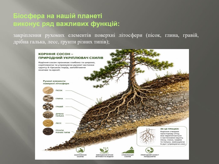Біосфера на нашій планеті виконує ряд важливих функцій:закріплення рухомих елементів поверхні літосфери (пісок, глина, гравій, дрібна галька, лесс, ґрунти різних типів);