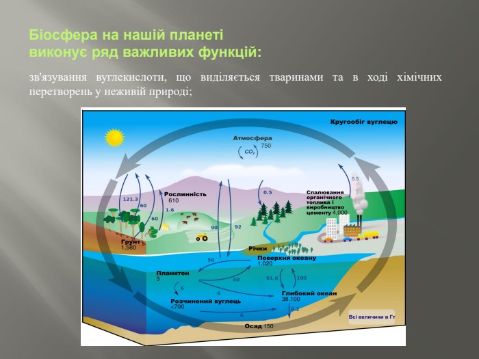Біосфера на нашій планеті виконує ряд важливих функцій:зв'язування вуглекислоти, що виділяється тваринами та в ході хімічних перетворень у неживій природі;