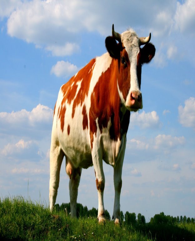 Картинки по запросу корова