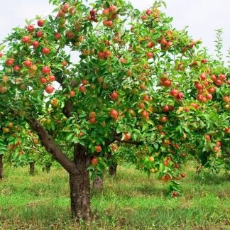Картинки по запросу дерево яблоня