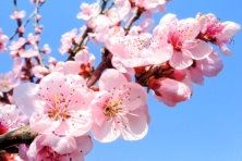 Картинки по запросу персик цветы