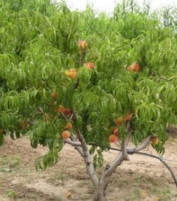 Картинки по запросу персик дерево