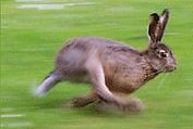 Картинки по запросу заяц бегает по лесу