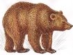 Картинки по запросу медведь рисунок для детей