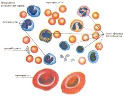 Форменні елементи крові