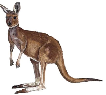 Картинки по запросу рисунок кенгуру