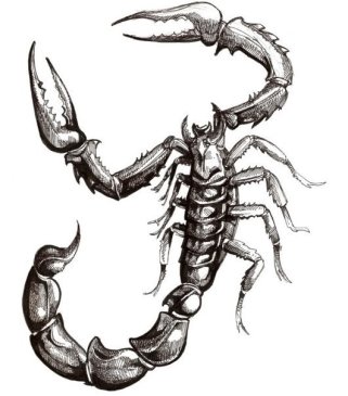 Картинки по запросу рисунок скорпион