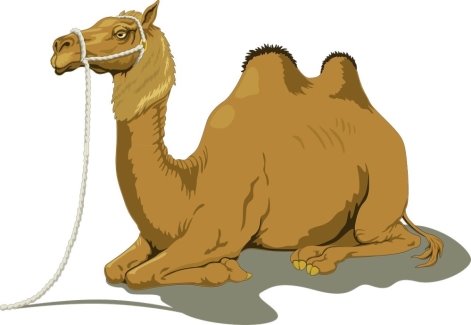 Картинки по запросу рисунок верблюд