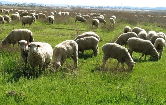 Картинки по запросу картинка вред от вівці у степу
