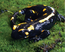 Саламандра плямиста (Salamandra salamandra (Linnaeus, 1758))