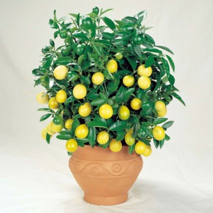 Вирощування лимона з кісточки в домашніх умовах