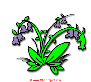 Барбарис, цветок полевой, полевые цветы, клипарты скачать бесплатно