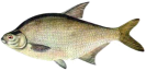 http://www.worldfishing.narod.ru/fish/pic/leshch.jpg