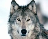http://tattoo-pro.ru/upload/images/Animals/Wolf/4158.jpg