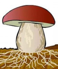 Результат пошуку зображень за запитом "гриб с грибницей рисунок"