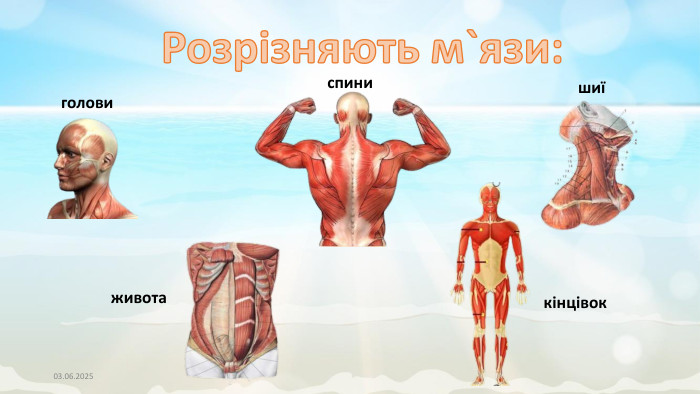 03.06.2025 Розрізняють м`язи:головиспинишиїживотакінцівок