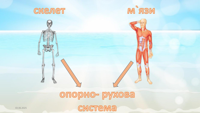 03.06.2025скелетм`язиопорно- руховасистема