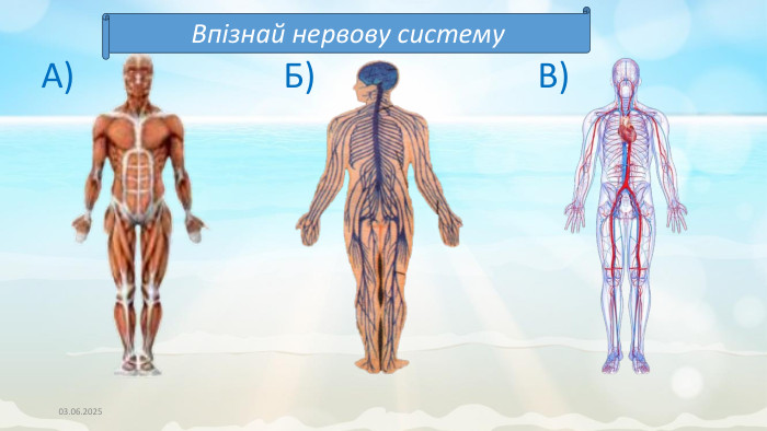 03.06.2025 А)Б)В)Впізнай нервову систему