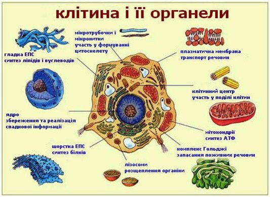 http://shkola.ostriv.in.ua/images/publications/4/11305/content/Untitled-3.jpg