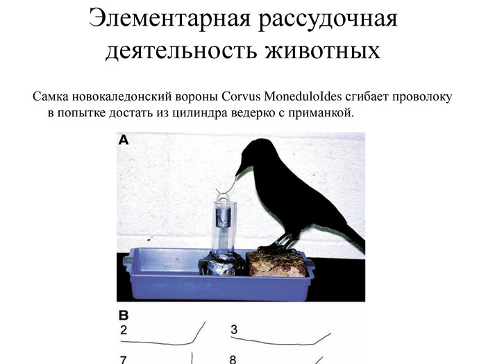 Рассудочная деятельность животных картинки