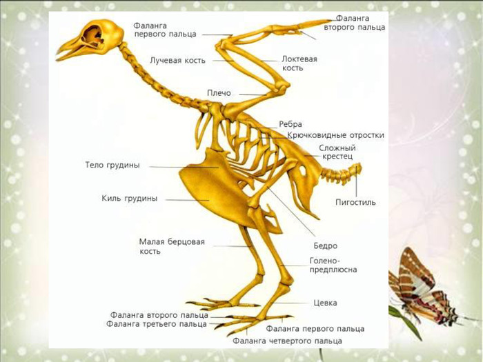 Скелет птицы легко. Строение кости птицы. Строение скелета птицы. Строение кости скелета птицы. Строение скелета курицы.