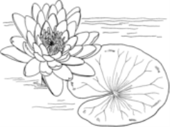 Розмальовка  Латаття жовте (Nymphaea Mexicana) з категорії Водяна лілія, латаття