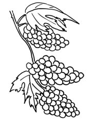 Розмальовка Виноградні грона - Клікніть щоб відкрити версію для друку