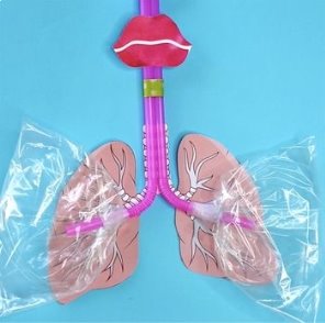Lung Anatomy Printable by Hello Wonderful | Teachers Pay Teachers