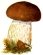 Картинки по запросу картинка гриб