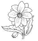 Картинки по запросу розмальовка квітка