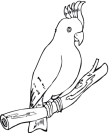 Картинки по запросу розмальовка папуга