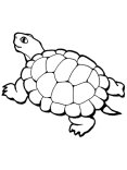 Картинки по запросу розмальовка черепаха