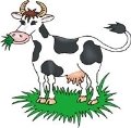 Картинки по запросу картинка для детей корова