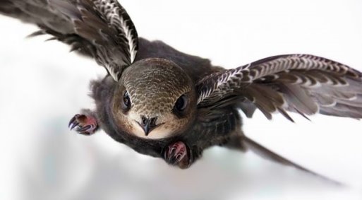  Птах стриж (фото): найшвидша летунья на землі