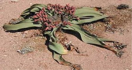 https://upload.wikimedia.org/wikipedia/commons/thumb/9/96/Welwitschia-mirabilis-female.jpg/258px-Welwitschia-mirabilis-female.jpg