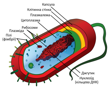 https://upload.wikimedia.org/wikipedia/commons/thumb/c/cf/Average_prokaryote_cell-_uk.svg/1200px-Average_prokaryote_cell-_uk.svg.png