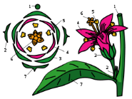 https://upload.wikimedia.org/wikipedia/commons/thumb/d/d9/Flower_diagram.svg/250px-Flower_diagram.svg.png