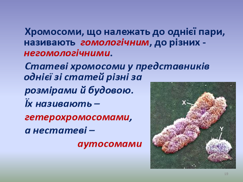 Приклади диплоїдних організмів
