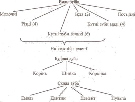 http://subject.com.ua/lesson/biology/9klas/9klas.files/image084.jpg