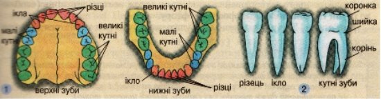 Розташування (1) і види (2) зубів