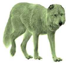 C:\Users\Админ\Pictures\Шеклі\wolf_PNG361.png