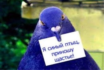 Крилата: Синій птах - ВІРШ, Вірші, поезія. Клуб поезії