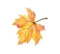 C:\Users\Влад\Downloads\Новая папка (2)\86465463-big-maple-autumn-leaf.jpg