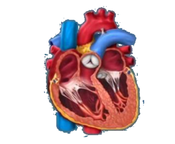 Картинки по запросу анімація серця