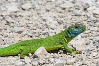 http://www.spbzoo.com/images/animals/lizard/5b.jpg