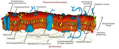 F:\26\1200px-Cell_membrane_detailed_diagram_ua.svg.png